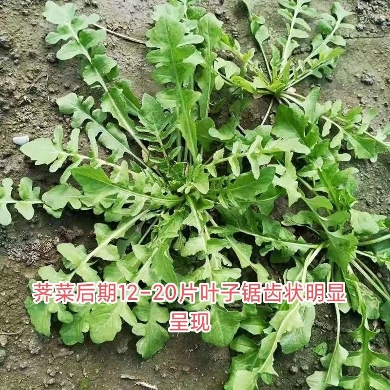 野生荠菜马齿苋种子春冬季耐热耐寒四季播种农家田园盆栽地载种子