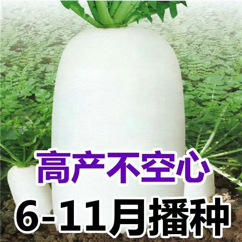 脆甜特大白萝卜种子四季播抗热耐寒生吃萝卜种仔农家种植蔬菜种籽