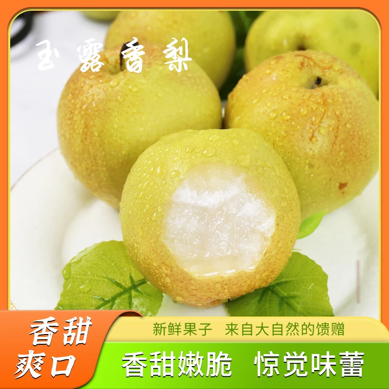 山西玉露香梨净4.5斤（6-9个）装新鲜水果脆甜多汁