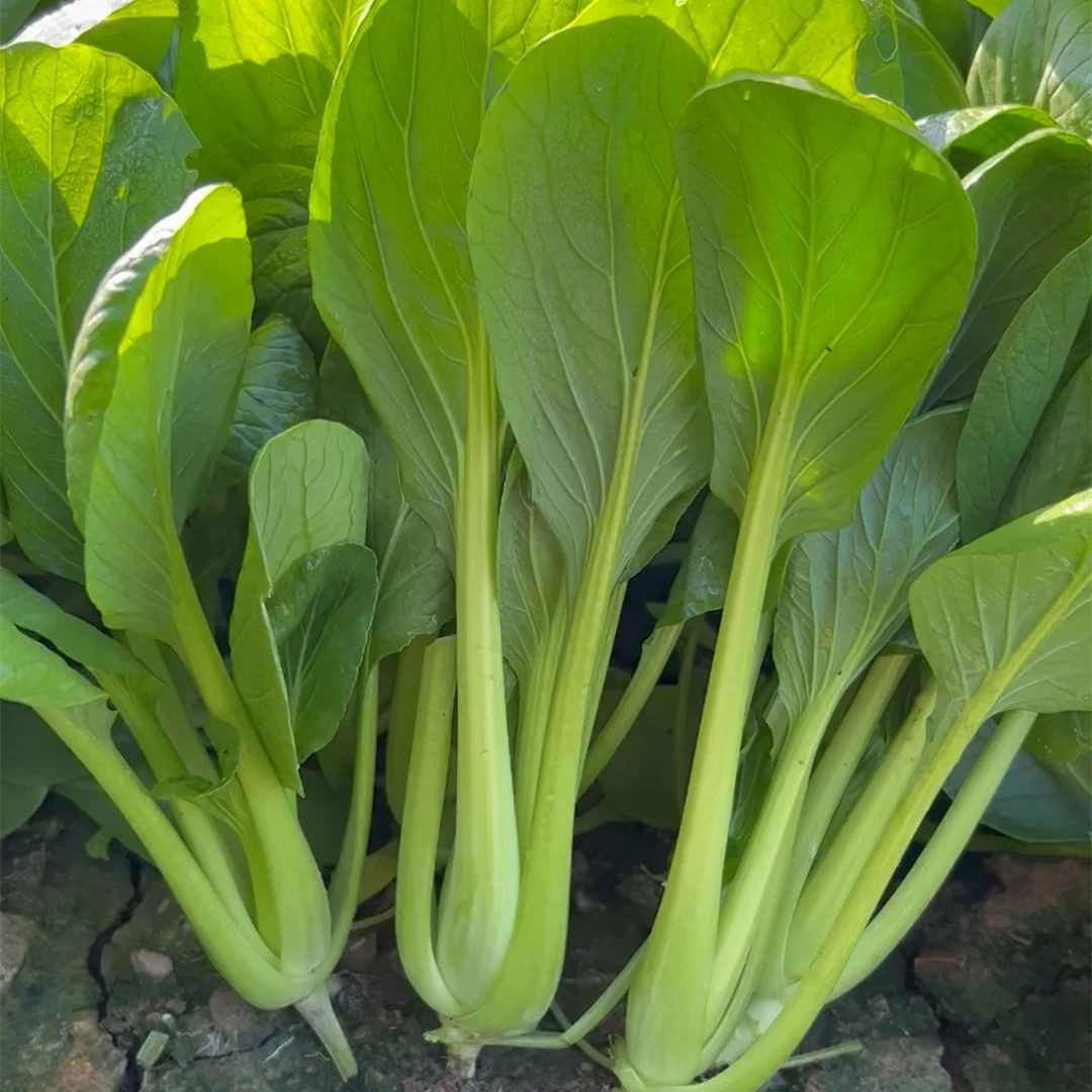 小菘菜种子 青菘青梗菜种子种植简单生长快产量高