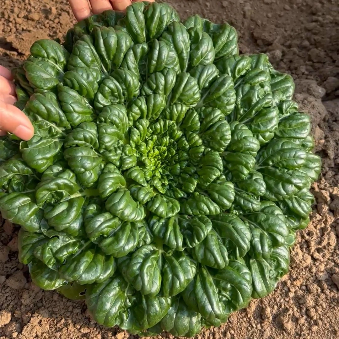 乌塌菜种子塌棵菜种子 耐寒性好