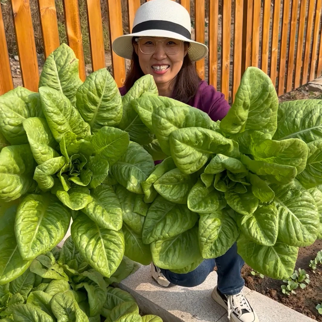 沙拉菜种子 汉斯沙拉菜叶菜速生易管理易种植高产种子