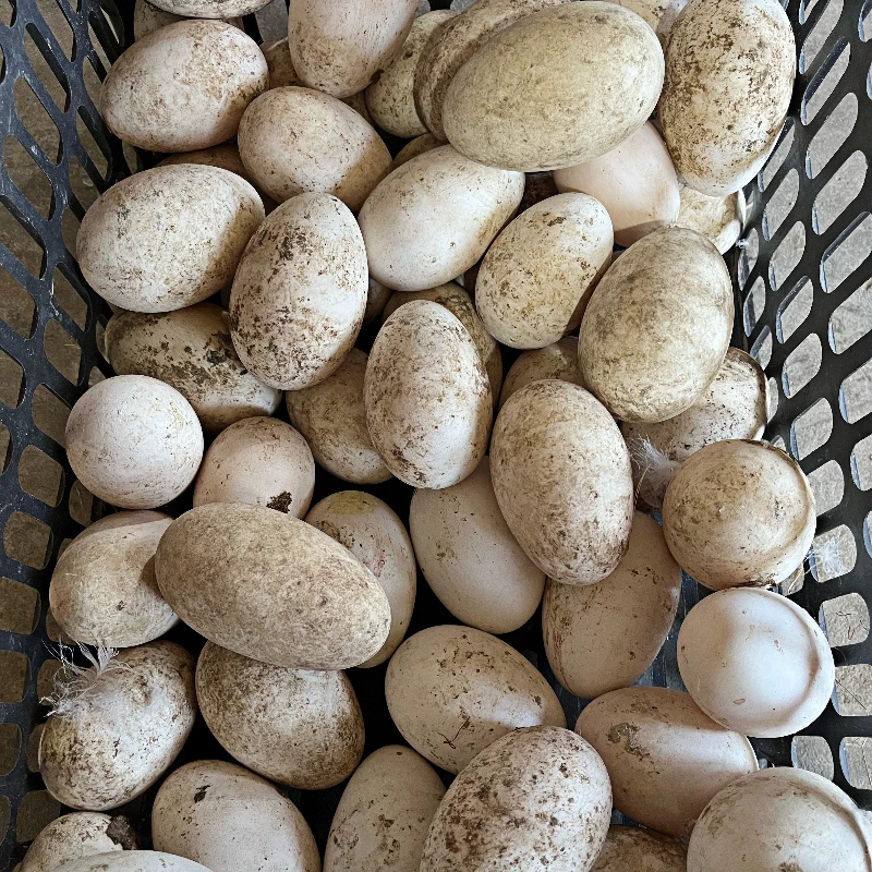 农村散养鹅蛋80-90g，当天捡当天发保证新鲜