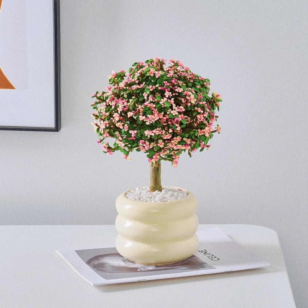 金枝玉叶棒棒糖大老桩多肉植物雅乐之舞防辐射吸甲醛客厅绿植花卉