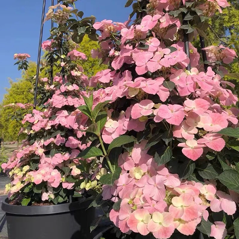 【沁心】粉色落跑  爬藤垂吊绣球花卉盆栽