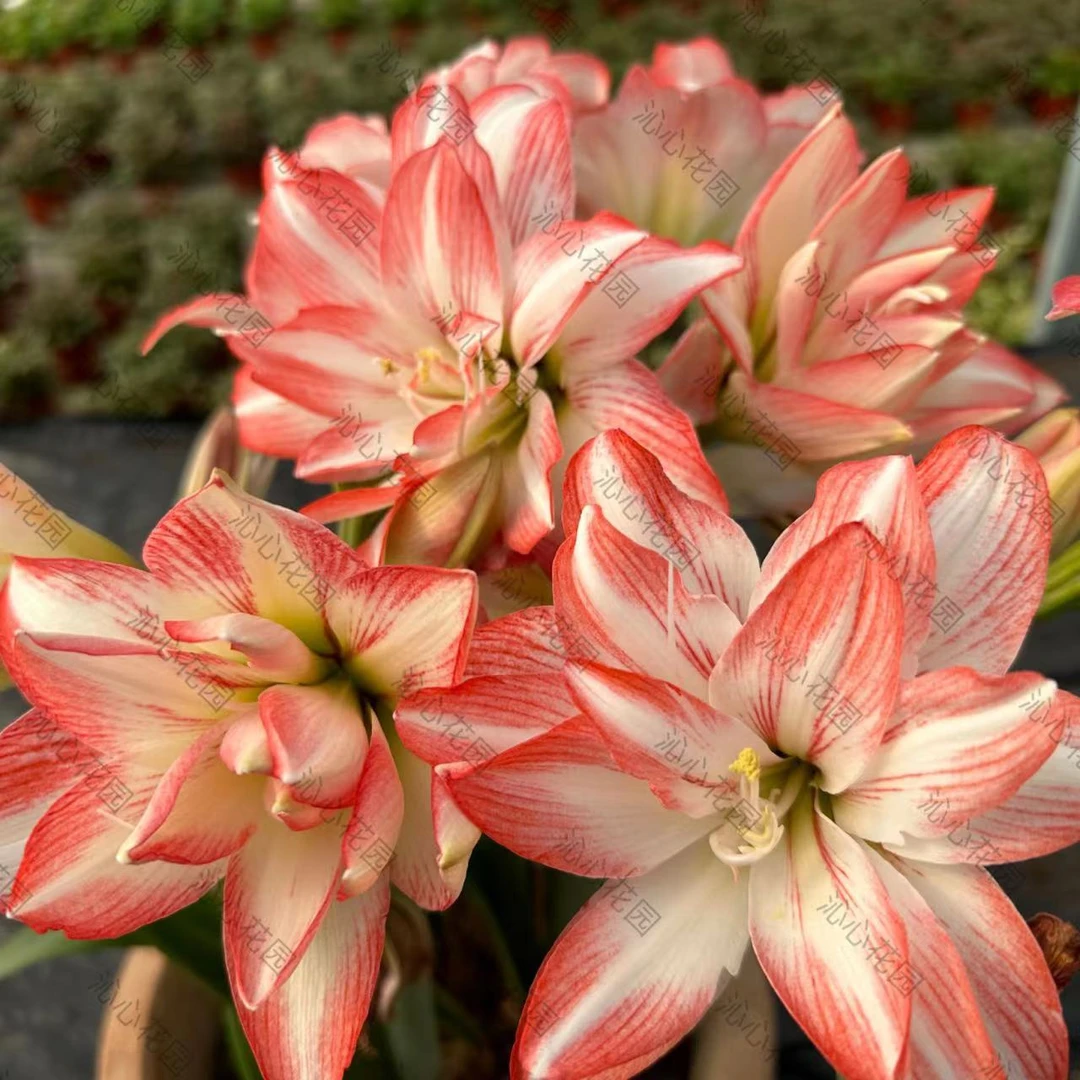 【木通】花孔雀盆栽进口秘鲁朱顶红 多年生球根花色多选好栽培