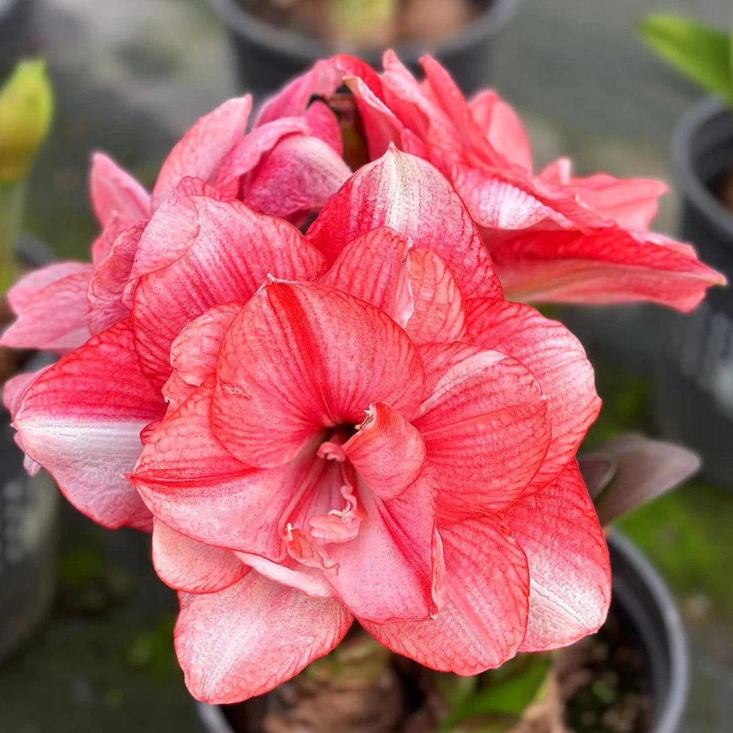 【沁心】蒂卡梦幻种球 进口朱顶红秘鲁球适合室内阳台庭院植物