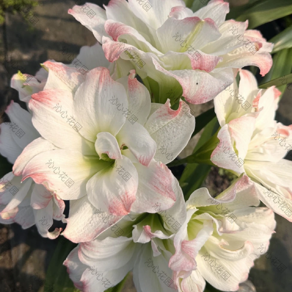 【现货】黛丝/艾玛迪斯 种球朱顶红种球适合室内阳台庭院植物