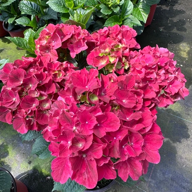 【沁心】红宝石 绣球花 露天苗 大苗室内阳台庭院植物