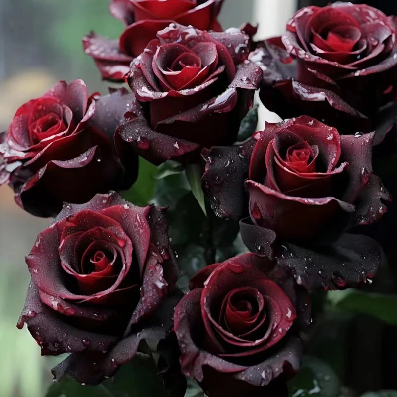 黑巴克玫瑰月季花夏季老桩大苗丝绒暗红色四季开阳台庭院花卉绿植