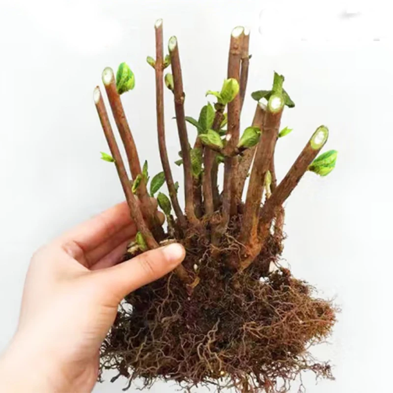 绣球花苗老桩大苗四季开花阳台带花无尽夏庭院耐寒树苗盆栽植物卉