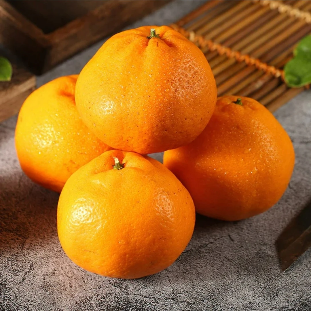 【产地直发】2023正宗四川高山春见耙耙柑TF