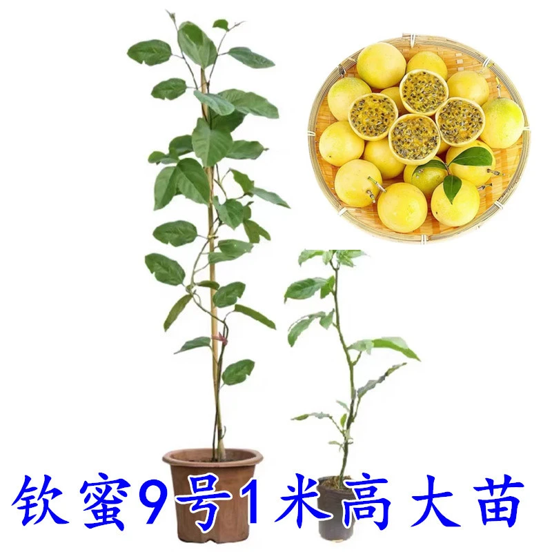 钦蜜9号黄金百香果嫁接苗树苗纯甜四季结果爬藤南方当年结果带土