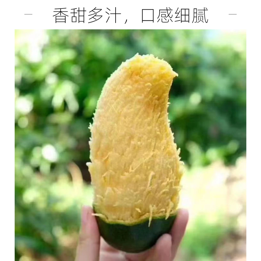 (桂七中果)广西田东桂七香芒农户自家果园批发香甜可口包邮优