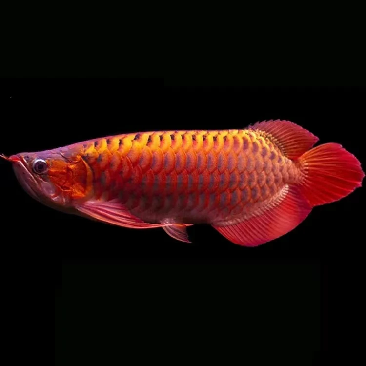 金龙红龙鱼活体龙鱼幼苗红龙鱼观赏鱼练手龙鱼印尼超血红龙鱼
