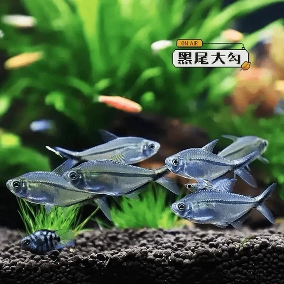 黑尾大勾群游之王草缸热带观赏鱼淡水黑尾大勾小型鱼活体