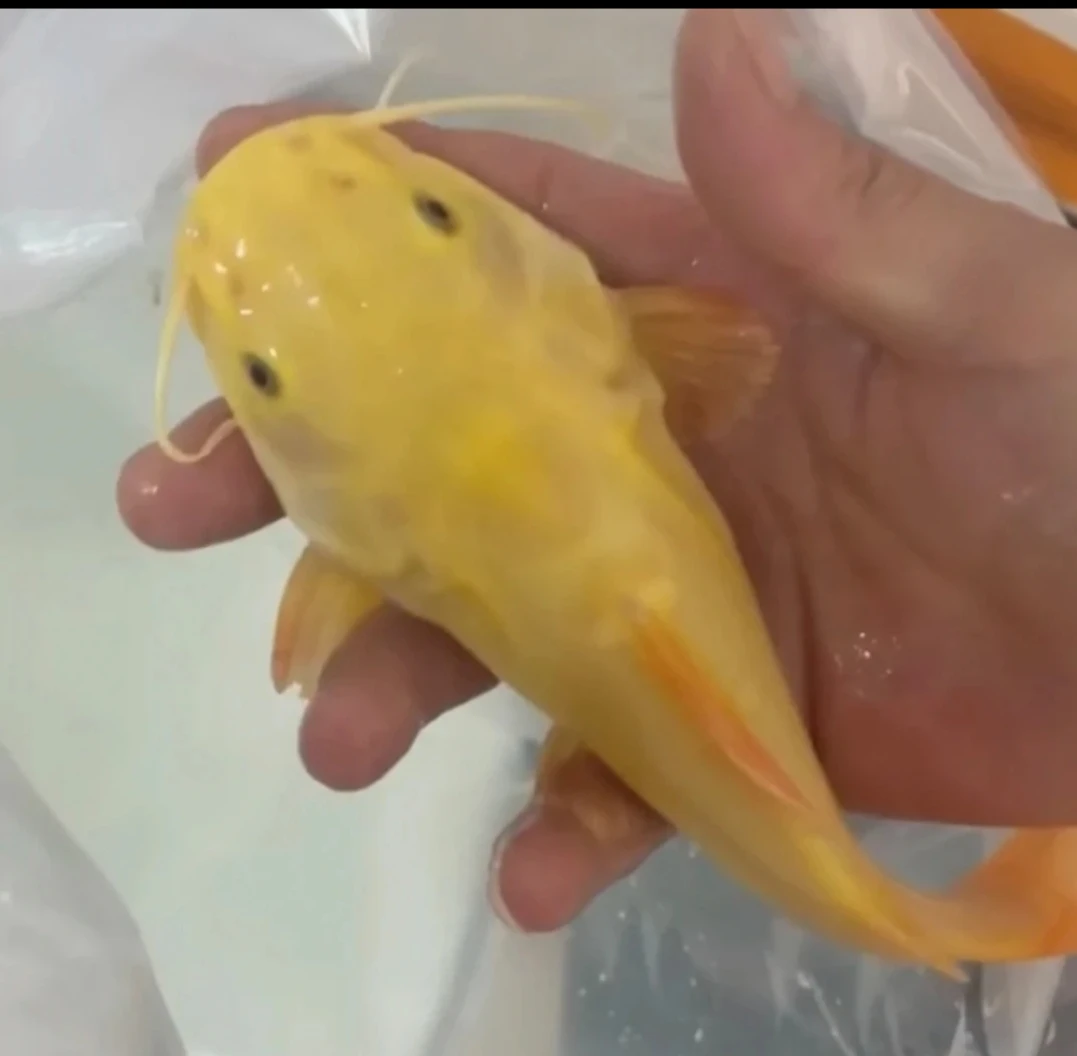 招财猫鱼活体黄金狗仔猫鱼红尾猫底层热活体带观赏鱼大型龙鱼配鱼