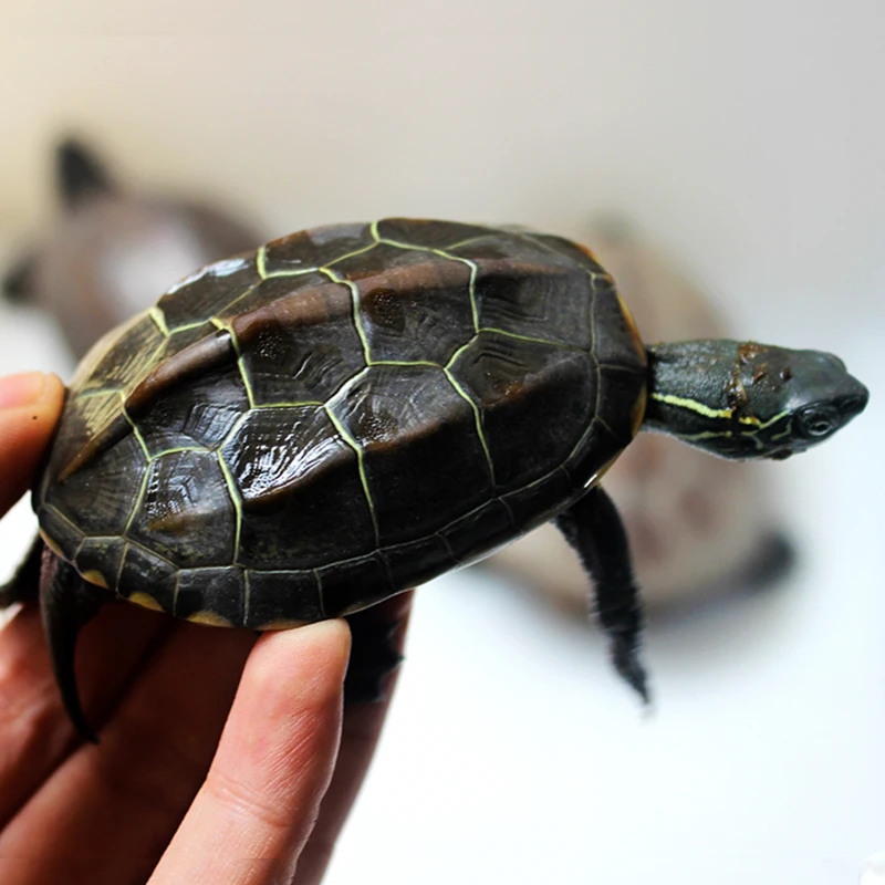 外塘苏北金线草龟6-7厘米