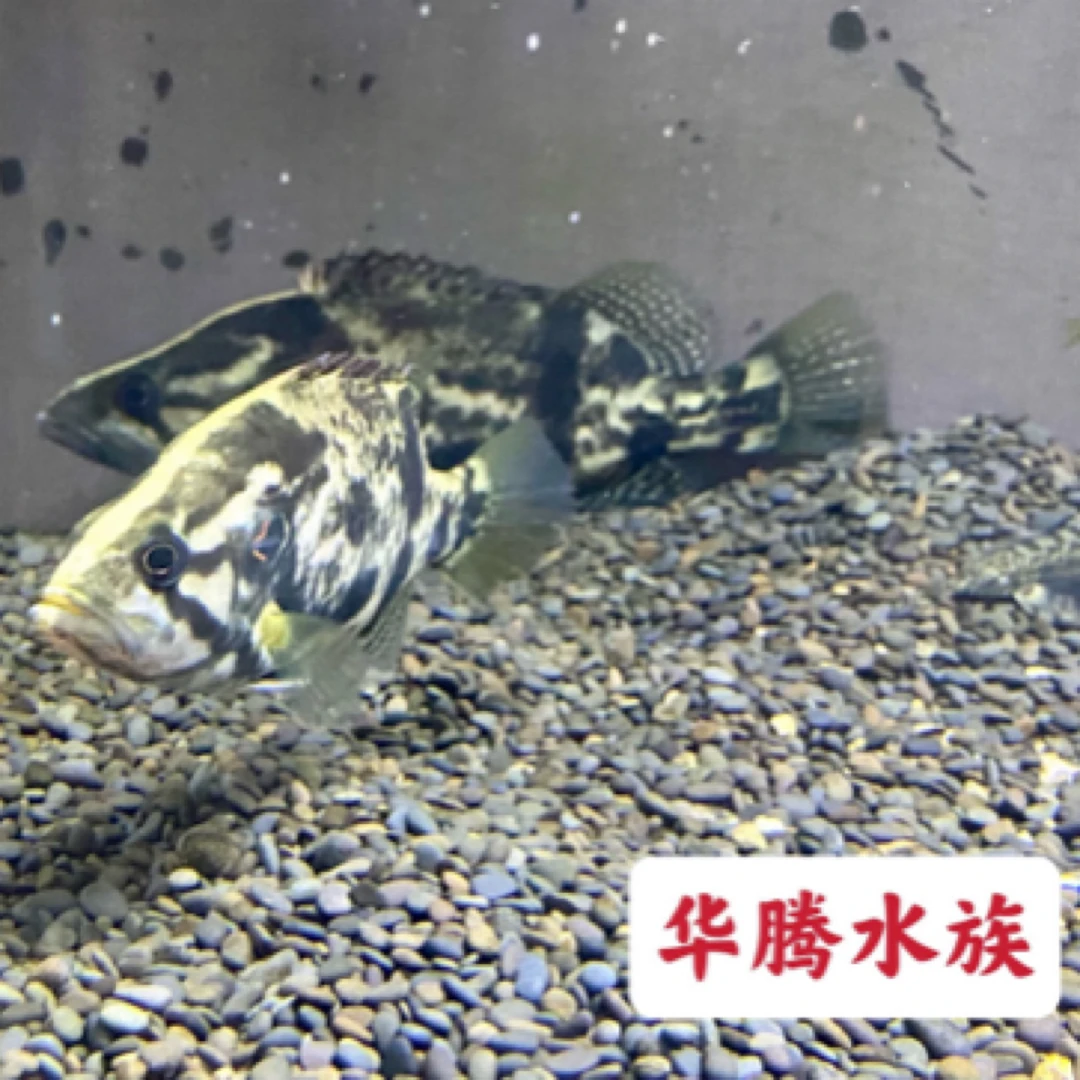 红纹鳜翘嘴鳜白头鳜观赏鱼凶猛鱼溪流原生鱼
