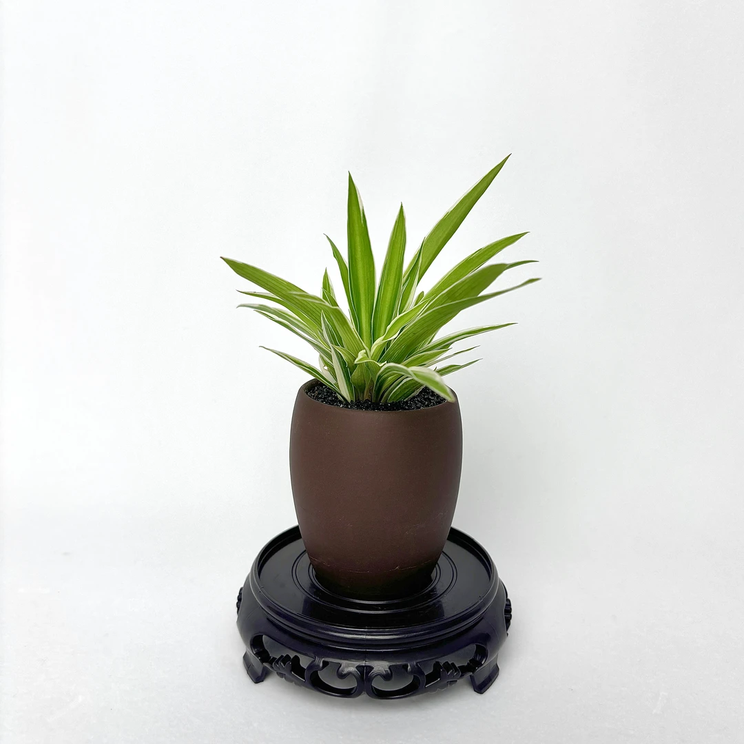 尚品园艺空间——金边吊兰绿植盆栽