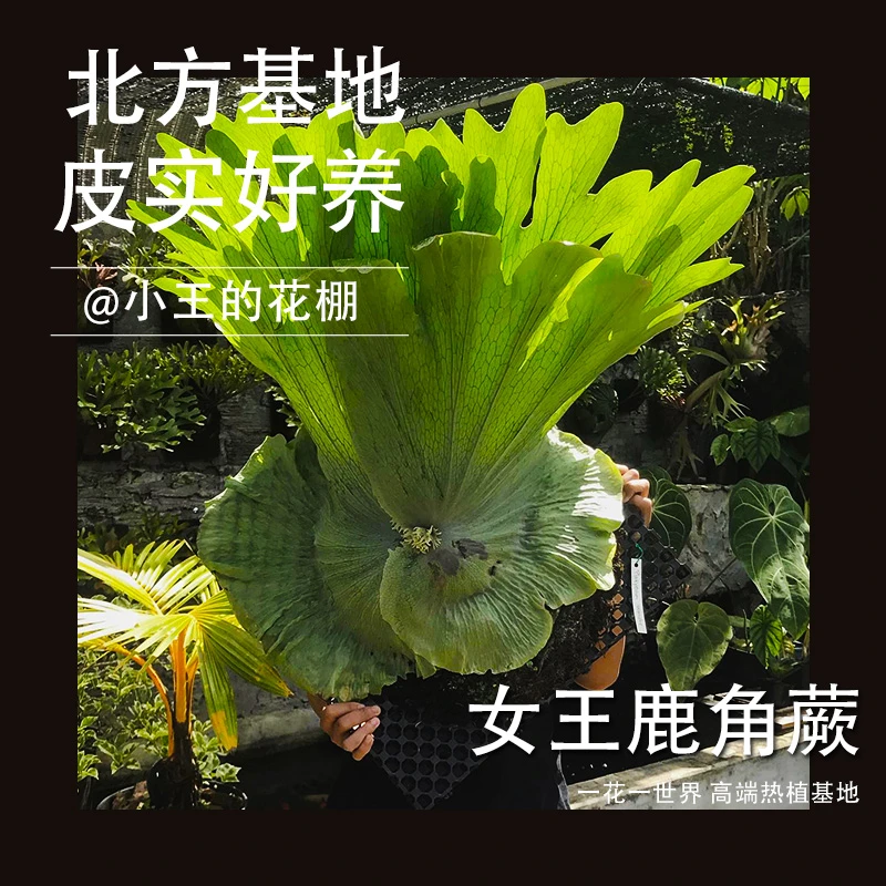 【小王的花房】女王鹿角蕨热带植物室内高端绿植天南星科喜阴北方