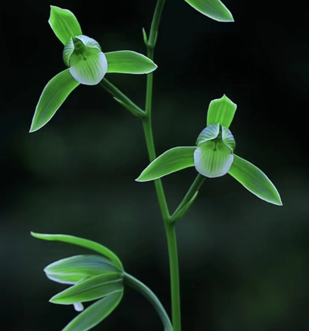 （君兰园）建兰墨兰莲瓣寒兰春剑春兰一物一拍裸根发货