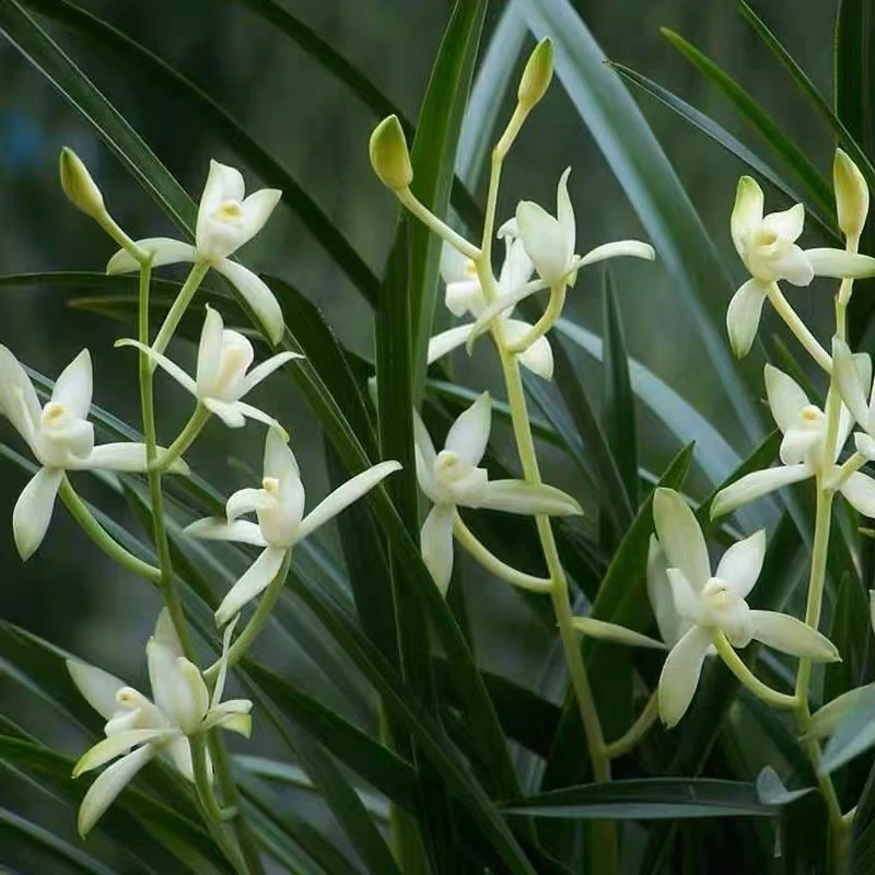 (君兰国）建兰国色天香 香飘满屋四季兰新手好养活