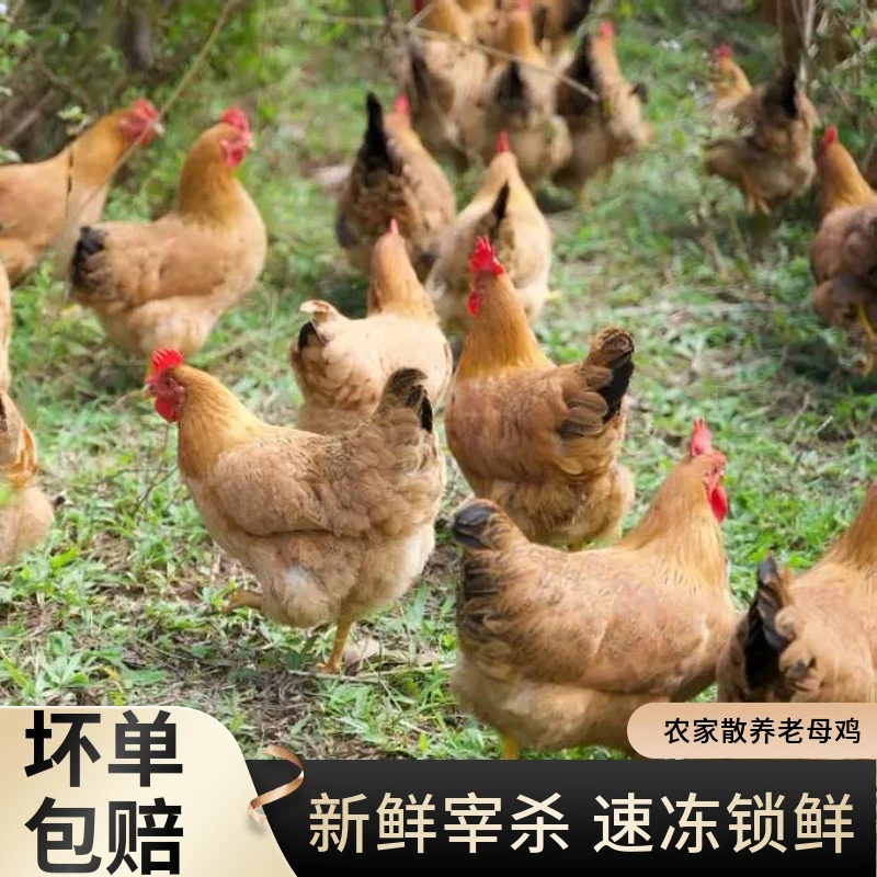 1 散养老母鸡 到手4只 现宰现发 冷链包邮