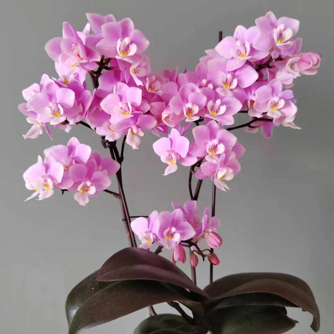 樱兰稀有品种室内正宗兰花阳台客厅装饰摆件盆栽植物花卉绿植鲜花