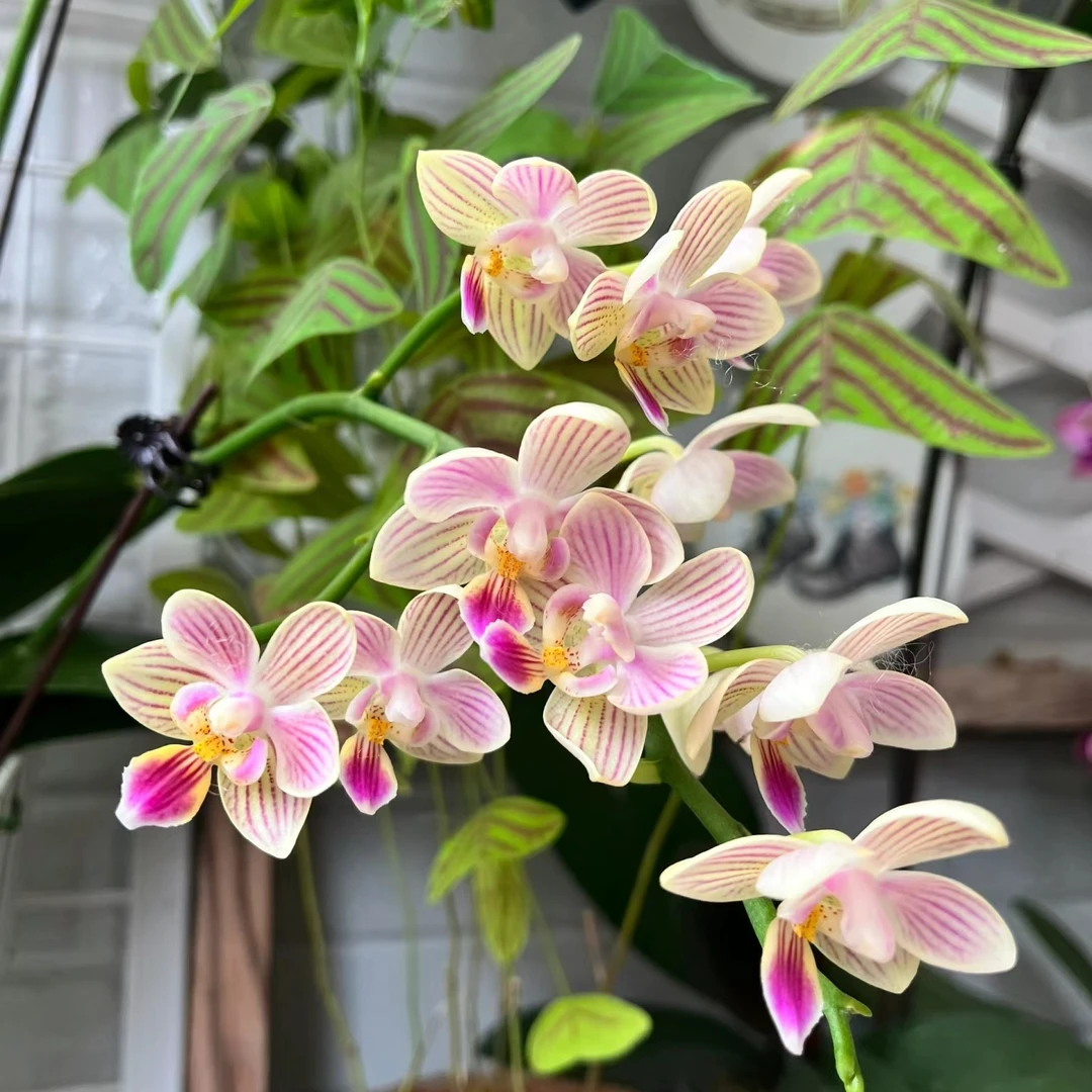 原生品七仙女浓香型蝴蝶兰带花牌室内摆件装饰鲜花盆
