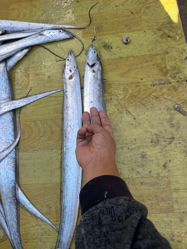 青岛崂山货4-5两四斤起发货(四斤八条到十条)