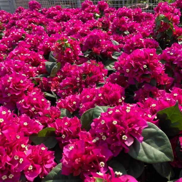 中国红·四季勤花爬藤垂钓三角梅