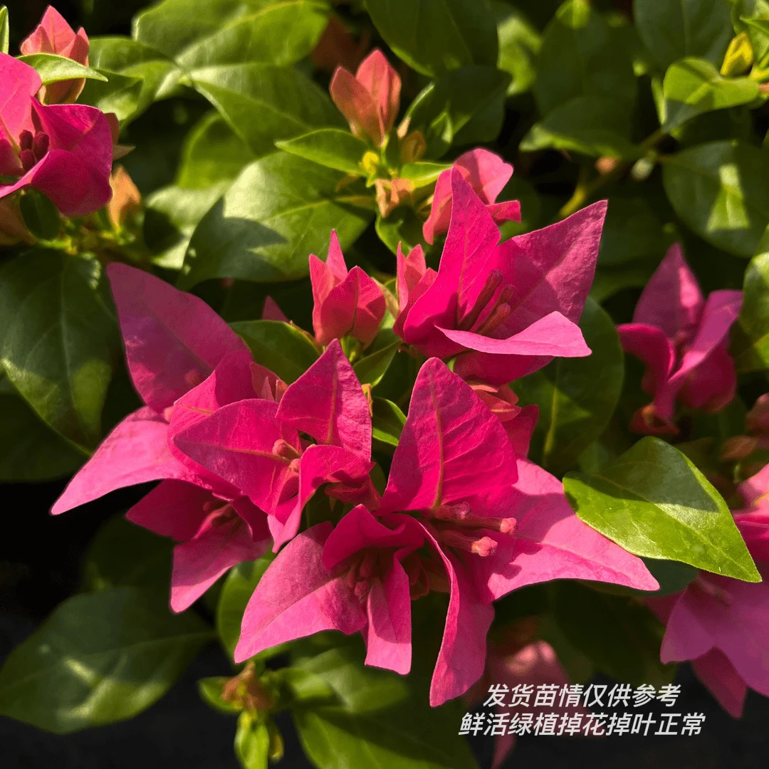 胭脂粉红·耐寒耐热勤花三角梅