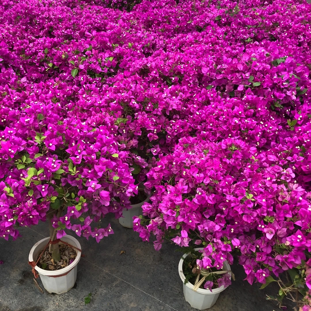 小叶紫棒棒糖·耐寒爆花紫色四季开花三角梅春季夏季B