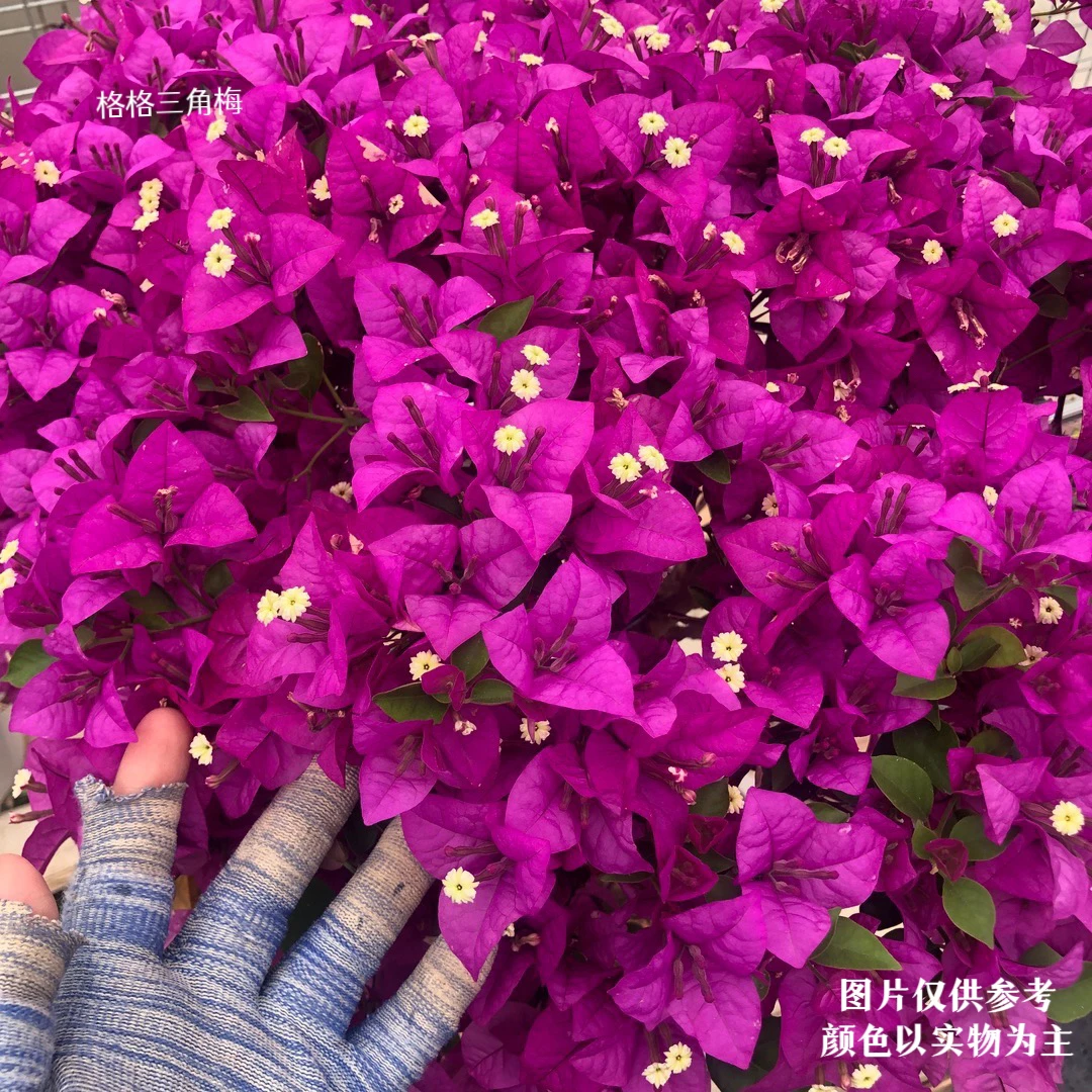 小叶紫·爬藤勤花三角梅