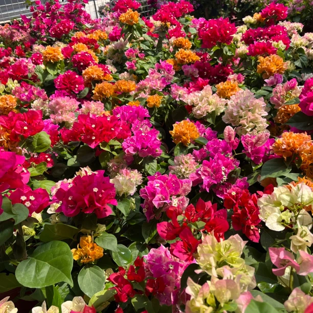 四囍花·全家福多色拼载三角梅四季开花爬藤A