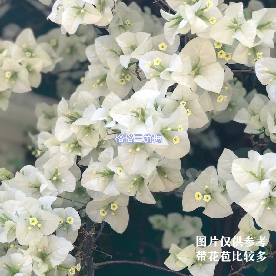 【带花】白雪公主勤花伊娃三角梅爬藤