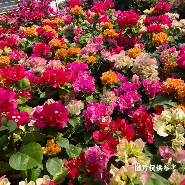 【四囍花】彩色拼栽多颗组合三角梅勤花爬藤四季开花