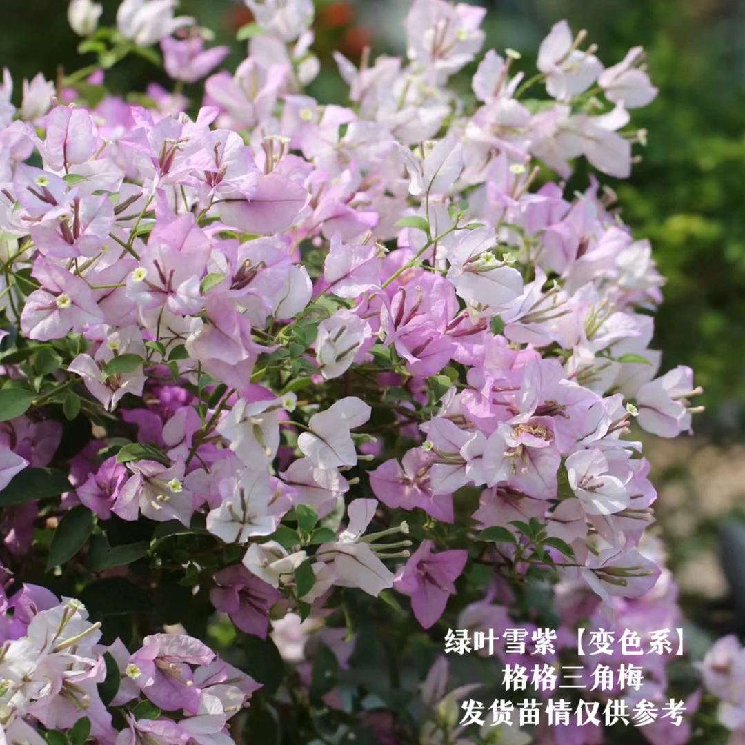 油画雪紫·a四季勤花爬藤垂钓三角梅