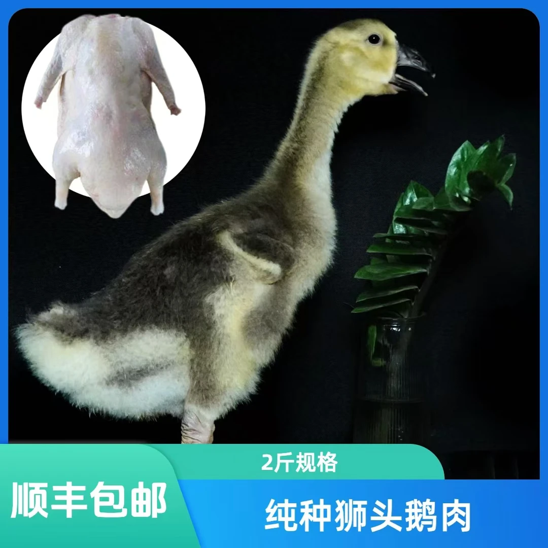 【阿黄】纯种大种鲜美狮头鹅肉三斤装