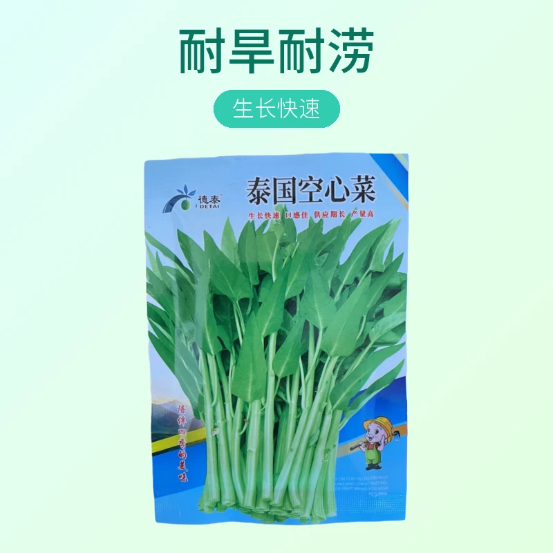 【空心菜】泰国空心菜种子 生长快速 口感佳 供应期长产量高 长势强