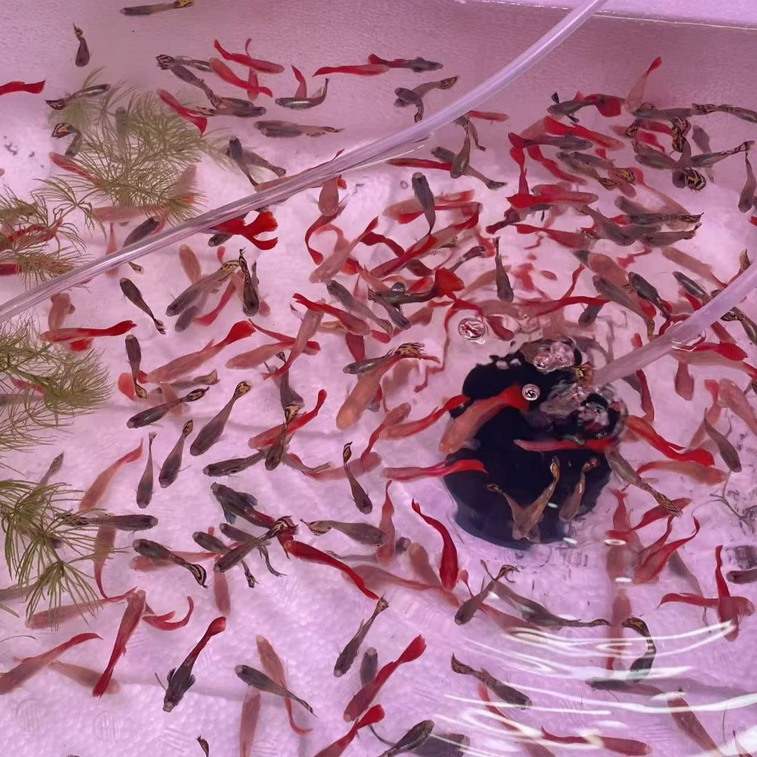 孔雀鱼补差价链接