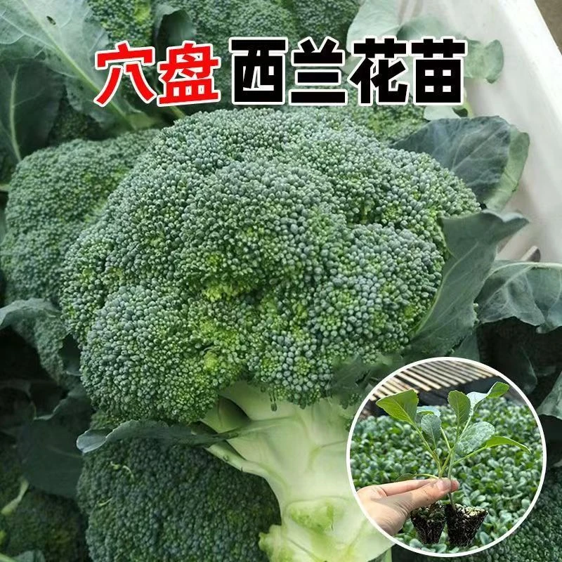 西蓝花苗青花菜苗子西兰花秧苗种子有机花弃花椰菜甘蓝苗四季盆栽