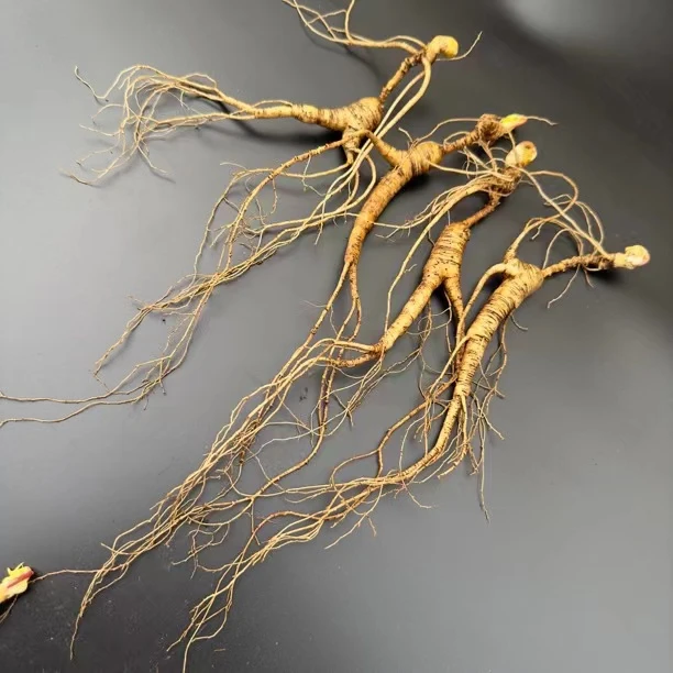 林下参 籽货 单根15克左右 带土新鲜人参 初级农产品 泡酒