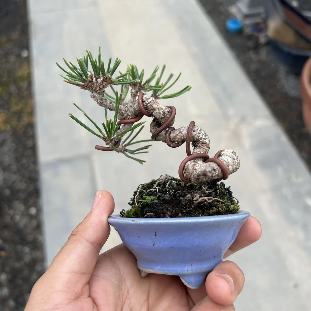 黑松 黄杨 长寿梅 一物一拍