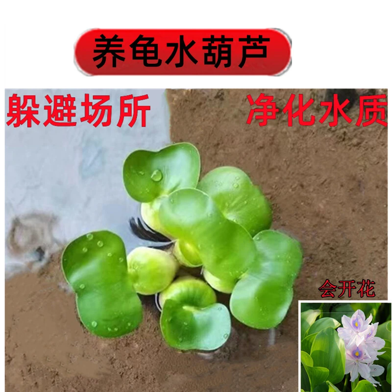 水葫芦浮萍水草净化水质养龟养鱼造景庭院水池水浮莲水声植物养殖