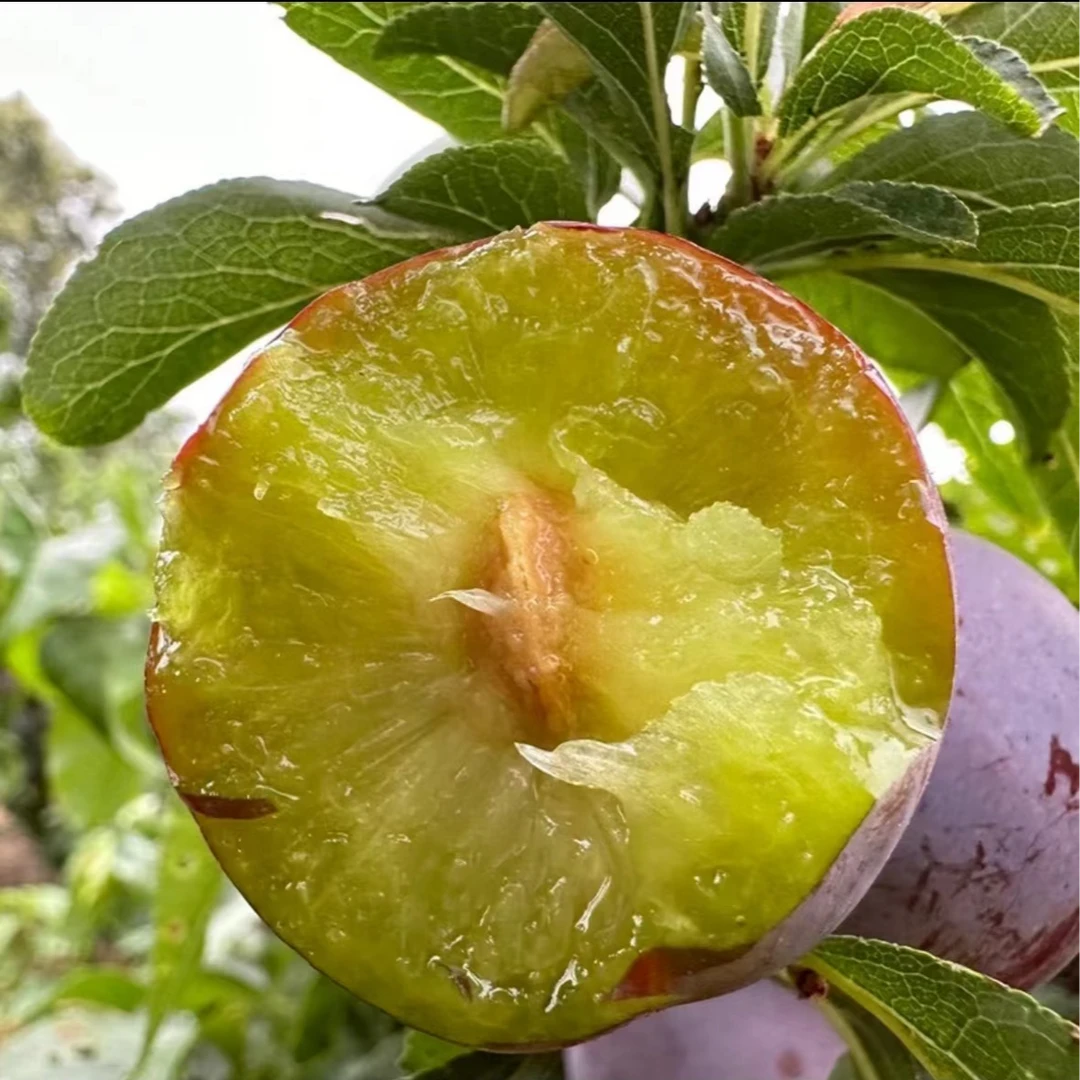 正宗四川五月脆李子脆甜李凤凰李青红李新鲜李子果园产地价直发h