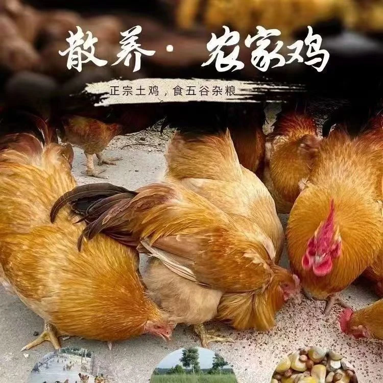 3只99黑脚土鸡童子土鸡走地鸡溜达鸡活鸡新鲜宰杀鸡肉整只