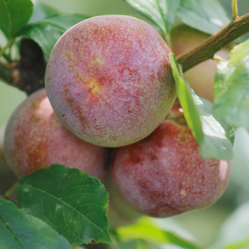 福建高山芙蓉李新鲜肉厚李子酸甜孕妇水果当季农家好吃果园