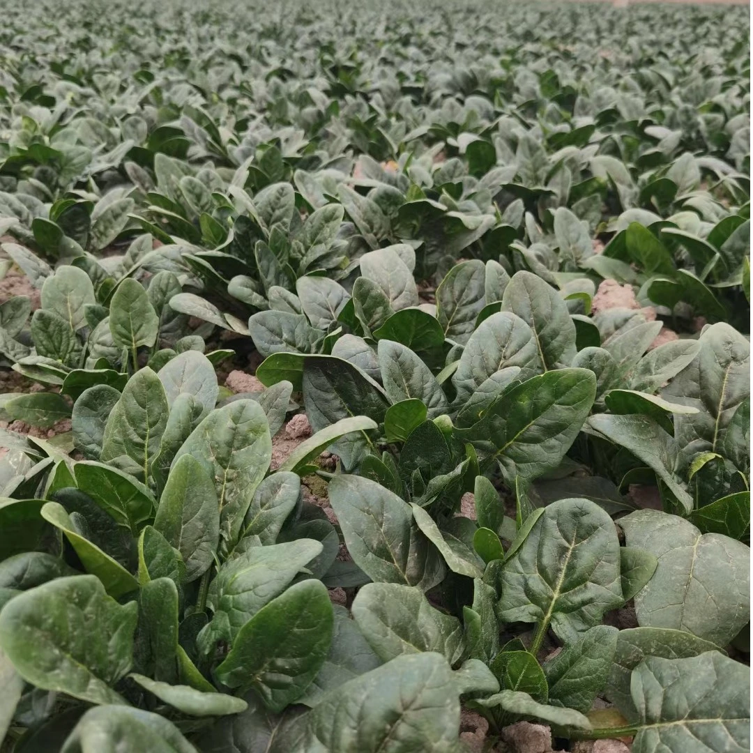 大量菠菜种子，种苗